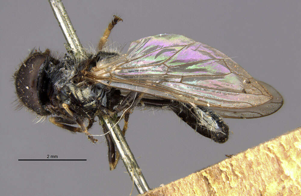 Image of Trichopsomyia recedens (Walker 1852)