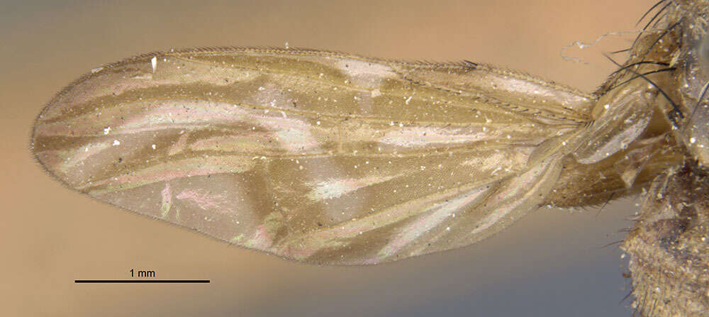 Image of Sunflower Maggot