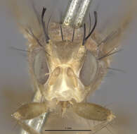 Image of Sunflower Maggot