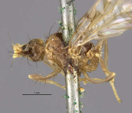 Image of Sunflower Maggot