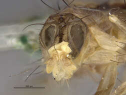 Image of Sunflower Maggot