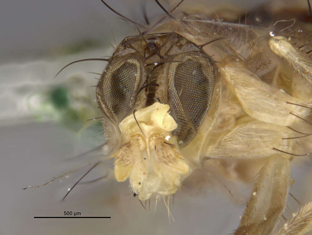 Image of Sunflower Maggot