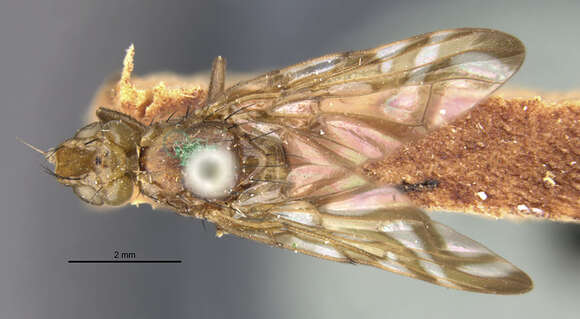 Image of Sunflower Maggot