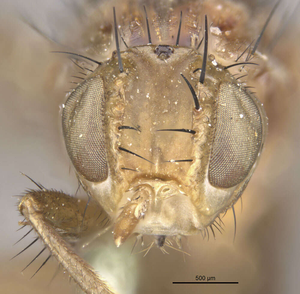 Image of Sunflower Maggot