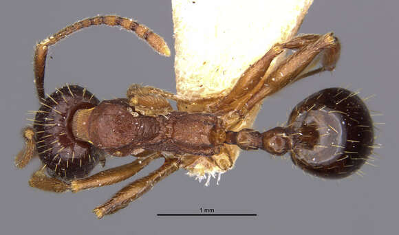 Image of Aphaenogaster strioloides Forel 1890