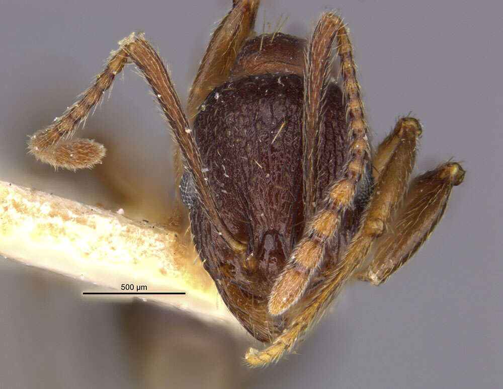 Image of Aphaenogaster strioloides Forel 1890