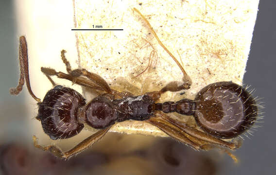 Image of Aphaenogaster smythiesii (Forel 1902)