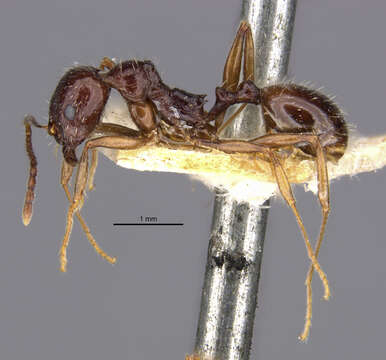 Image of Aphaenogaster smythiesii (Forel 1902)