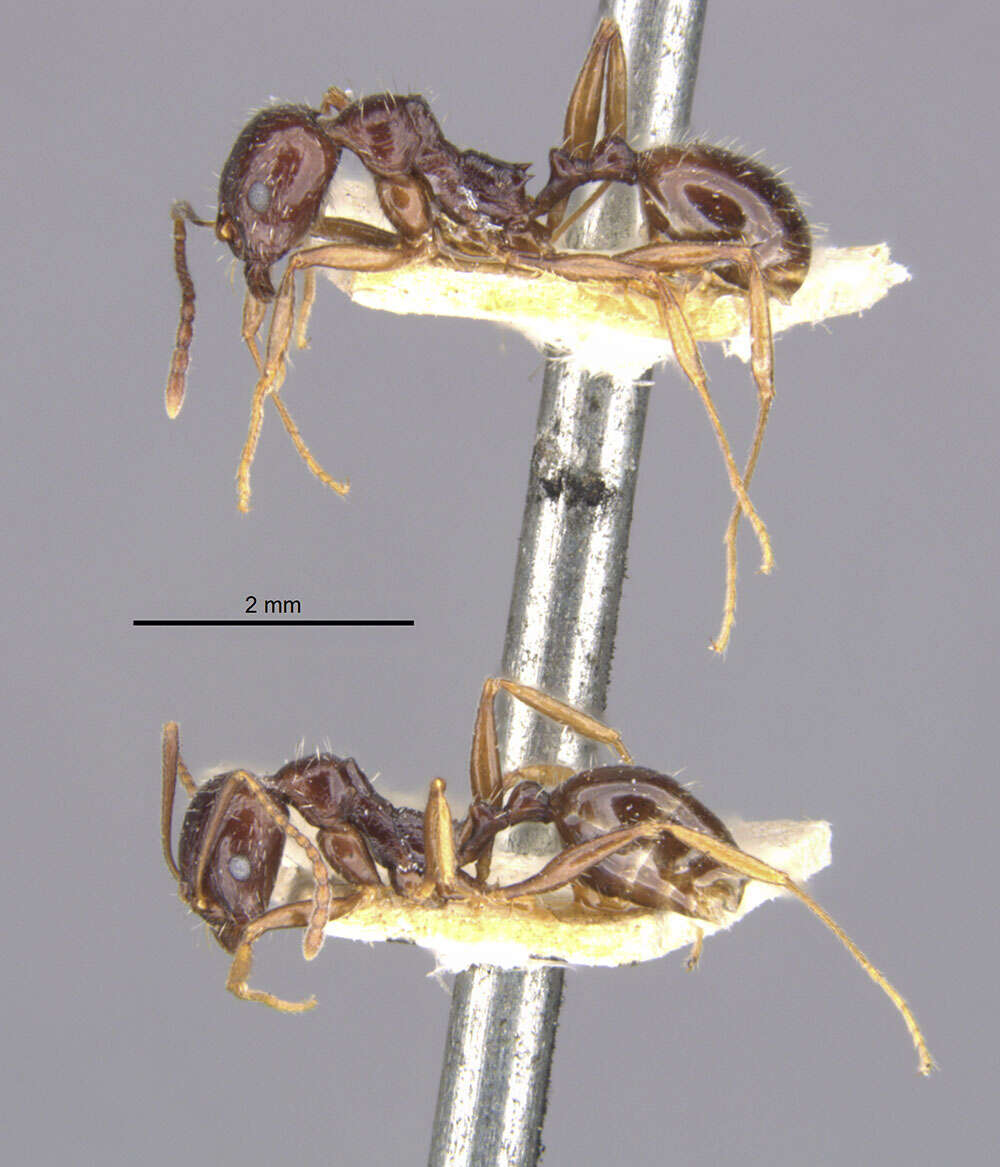 Image of Aphaenogaster smythiesii (Forel 1902)