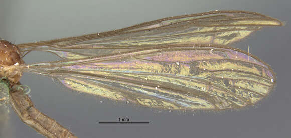 صورة <i>Limonia globithorax</i>