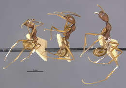 Aphaenogaster takahashii Wheeler 1930的圖片