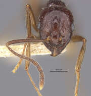 Image of Aphaenogaster smythiesii (Forel 1902)