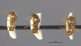 Image of Apterostigma mayri Forel 1893