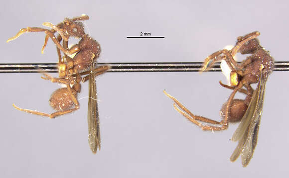 Image of Apterostigma robustum Emery 1896