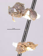 Image of Apterostigma calverti Wheeler 1911