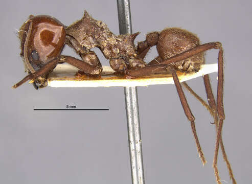 Image of Leaf-cutter ant