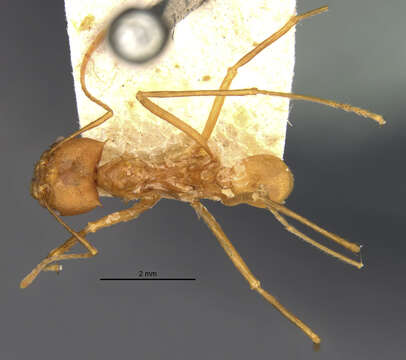 Image of Leaf-cutter ant