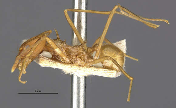 Image of Leaf-cutter ant