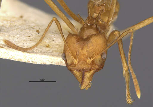 Image of Leaf-cutter ant