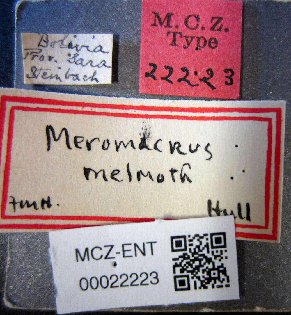 Image of Meromacrus melmoth Hull 1937