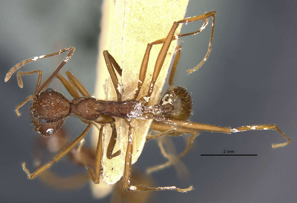 Image of Aphaenogaster takahashii Wheeler 1930