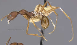 Image of Aphaenogaster takahashii Wheeler 1930