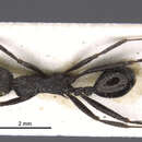 Image of Aphaenogaster spinosa etrusca Baroni Urbani 1969