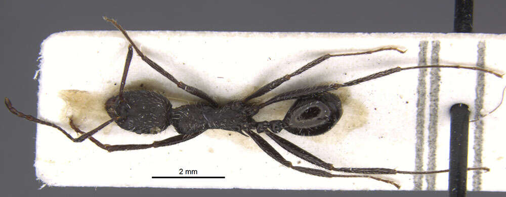 Image of Aphaenogaster spinosa etrusca Baroni Urbani 1969