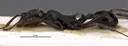 Image of Aphaenogaster spinosa etrusca Baroni Urbani 1969