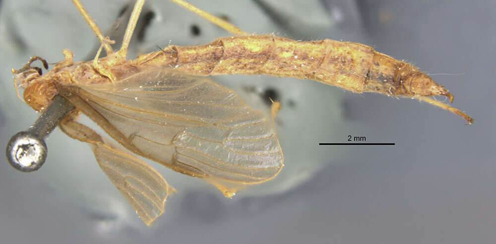 صورة <i>Pedicia <i>inconstans</i></i> inconstans