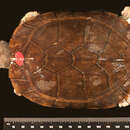 Image of Palawan Forest Turtle