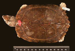 Image of Palawan Forest Turtle