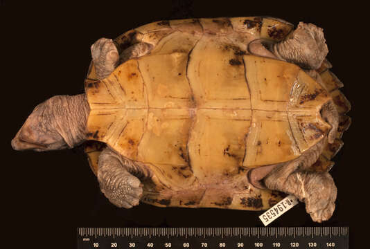 Image of black marsh turtle