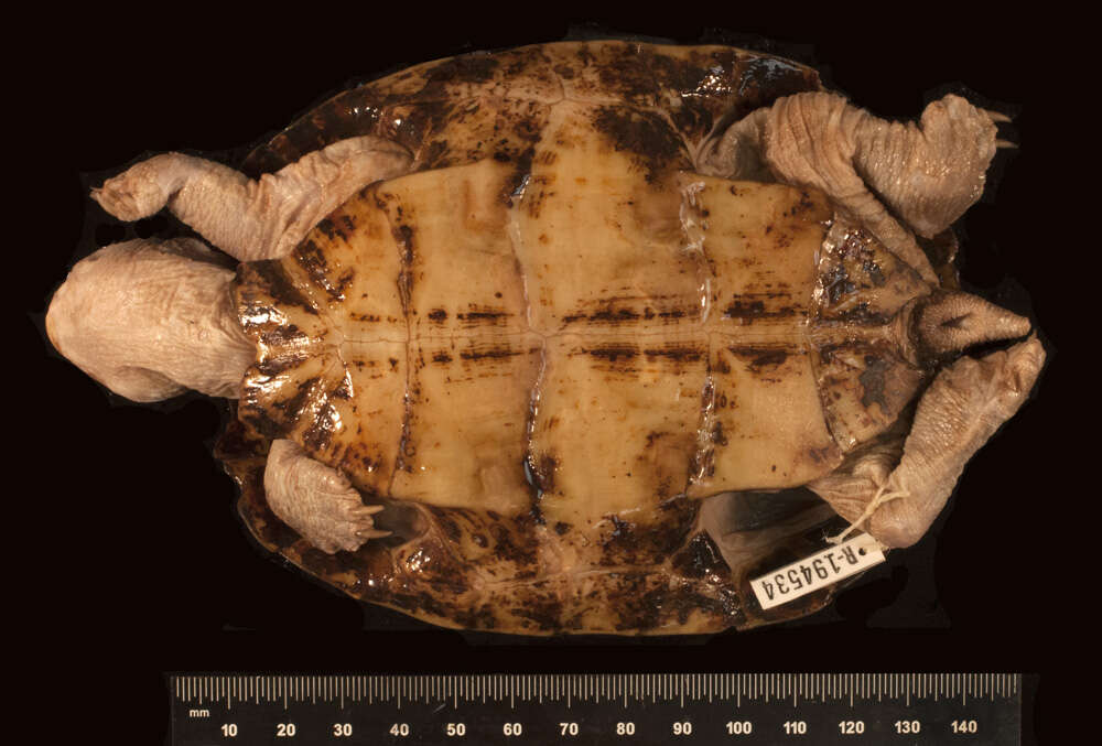 Image of Palawan Forest Turtle