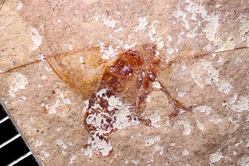 Plancia ëd Dolichopodidae