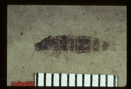Image of <i>Philonthus horni</i> Scudder 1900