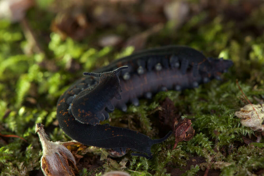 Image of Metaperipatus inae Mayer 2007