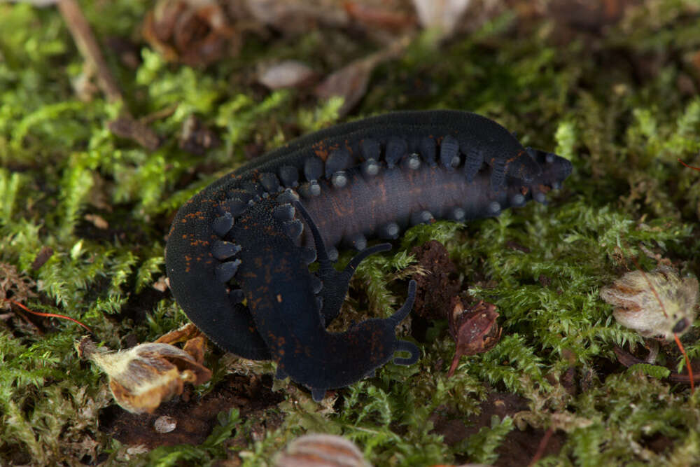 Image of Metaperipatus inae Mayer 2007