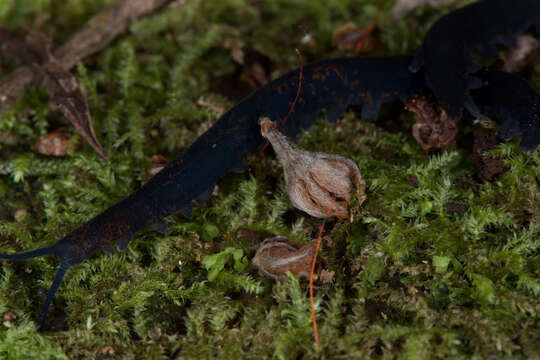 Image of Metaperipatus inae Mayer 2007