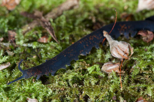 Image of Metaperipatus inae Mayer 2007