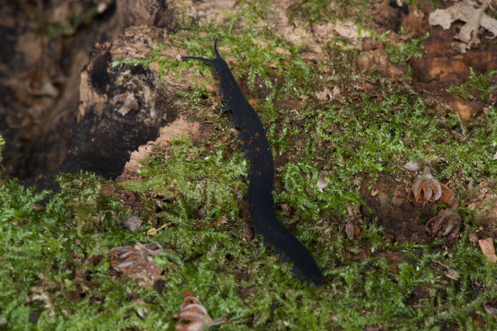 Image of Metaperipatus inae Mayer 2007