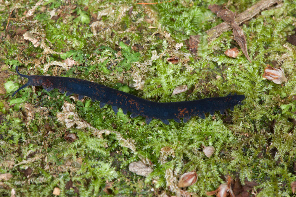 Image of Metaperipatus inae Mayer 2007