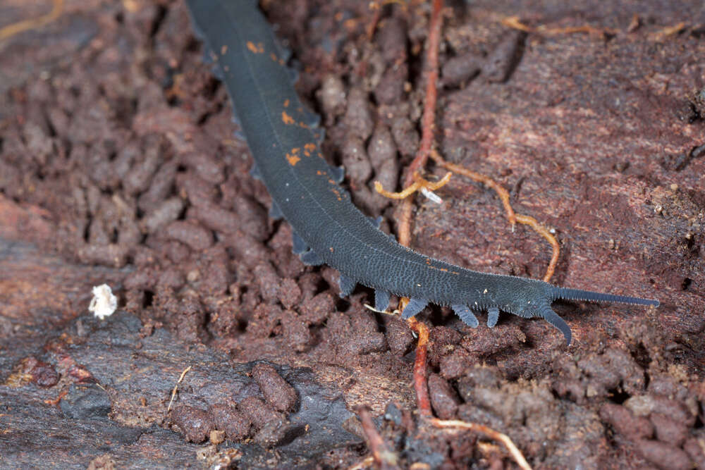 Image of Metaperipatus inae Mayer 2007