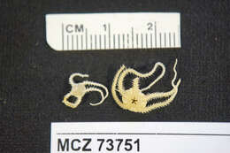 Image of brittle stars and basket stars