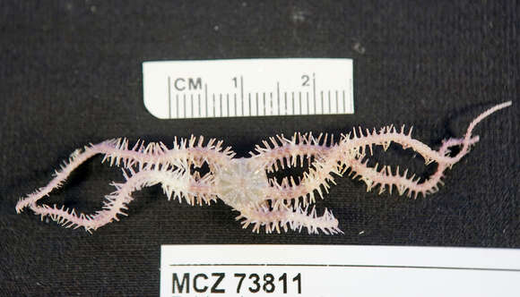 Image of brittle stars and basket stars