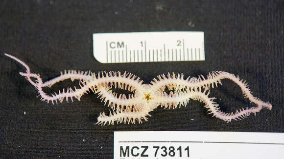 Image of brittle stars and basket stars