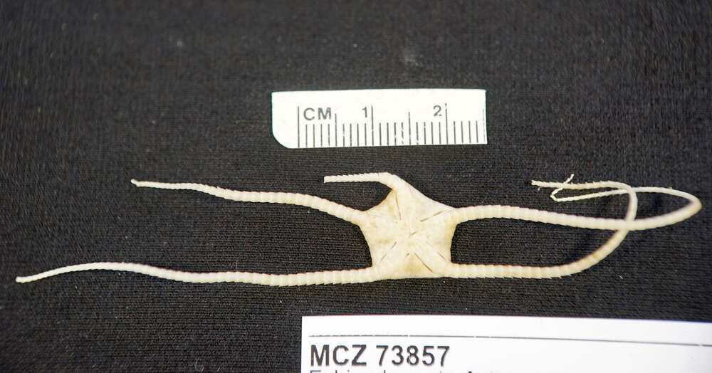 Image of brittle stars and basket stars