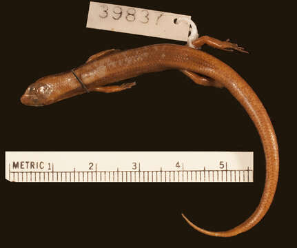 Image of Deraniyagala's Tree Skink