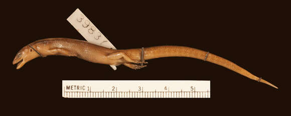 Image of Deraniyagala's Tree Skink