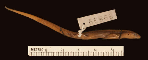 Image of Deraniyagala's Tree Skink